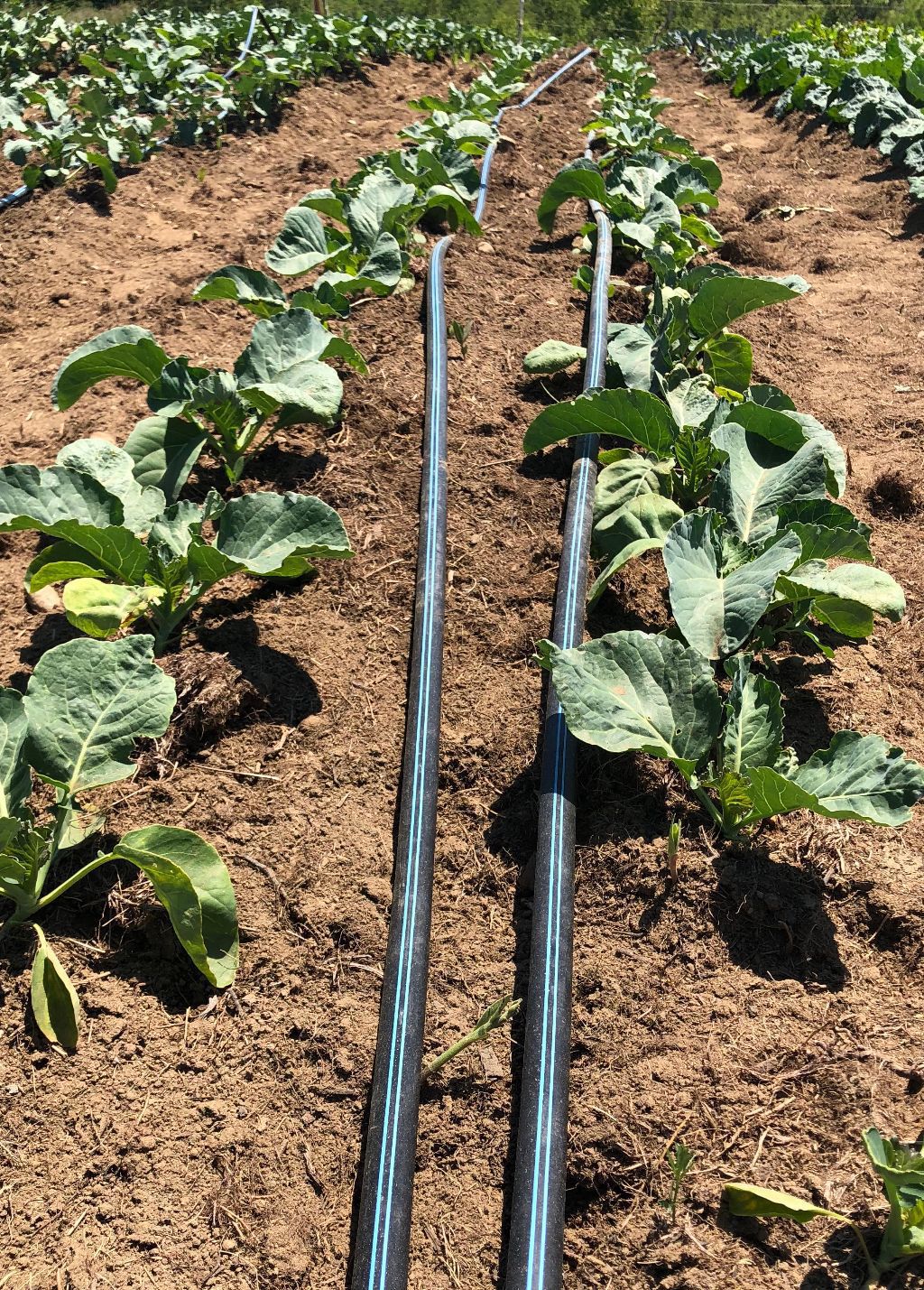 Irrigation matters